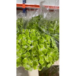 HORTENSIA VERDE COLOMBIA 60 CM X5