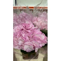 HORTENSIA ROSA COLOMBIA 60 CM (X5)