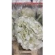 HORTENSIA BLANCA COLOMBIA 60 CM