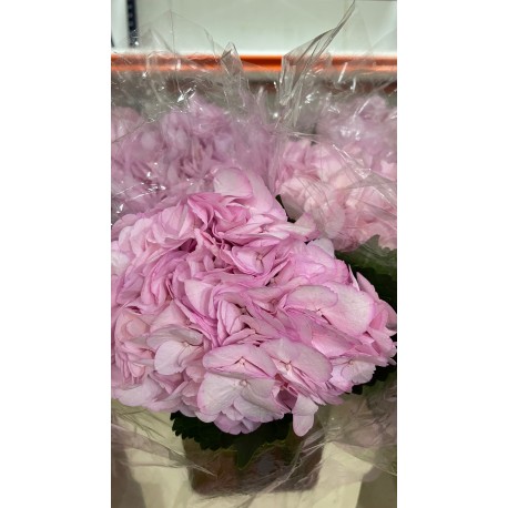 HORTENSIA ROSA PINT COLOMBIA 60 CM