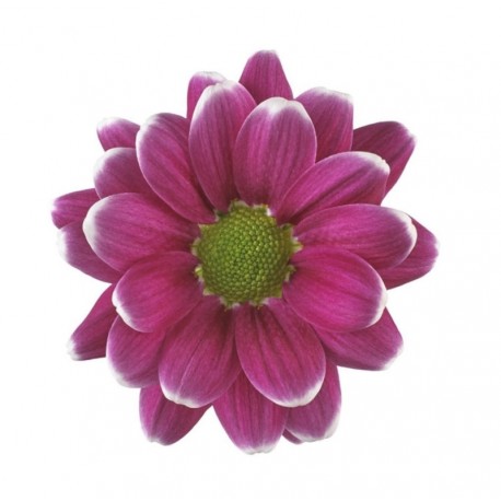 MARGARITA NACIONAL ARLEQUIN