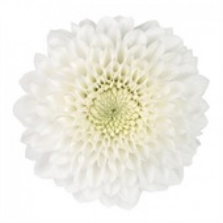 MARGARITA BOTON BLANCO COCONUT