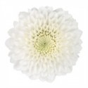 MARGARITA BOTON BLANCO COCONUT
