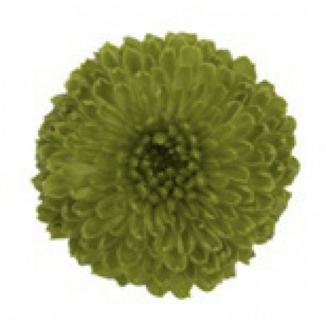 MARGARITA NACIONAL VERDE 