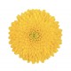 MARGARITA NACIONAL MINIPINPON AMARILLO