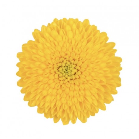 MARGARITA NACIONAL MINIPINPON AMARILLO