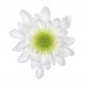 MARGARITA BLANCA RADOTS