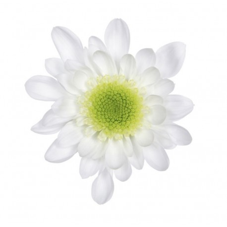 MARGARITA BLANCA RADOTS
