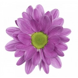 MARGARITA NACIONAL FUCSIA