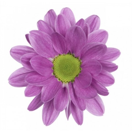 MARGARITA NACIONAL FUCSIA