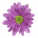 MARGARITA NACIONAL FUCSIA