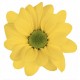 MARGARITA NACIONAL AMARILLA 