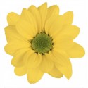 MARGARITA NACIONAL AMARILLA 
