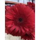 GERBERA ROJA EX