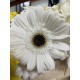 GERBERA BLANCA EX