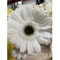 GERBERA BLANCA EX
