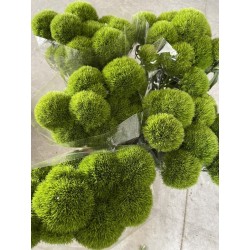 BARBATHUS GREEN TRICK 50 CM