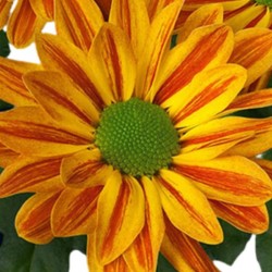 MARGARITA AMARILLA/NARANJA JORDI