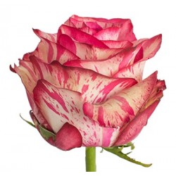 ROSA ECU MAGIC TIMES BICOLOR 60 CM X25 
