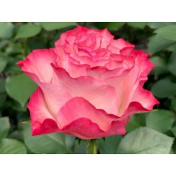 ROSA ECU ENCHANTMEN BLANCO/ROSA 50 CM X25