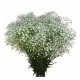 PANICULATA EXLENCE ECU 600 GR ( flor gorda) 
