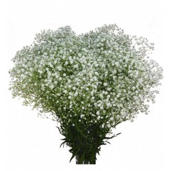 PANICULATA EXLENCE ECU 600 GR ( flor gorda) 
