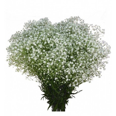 PANICULATA EXLENCE ECU 600 GR ( flor gorda) 