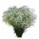 PANICULATA EXLENCE ECU 600 GR ( flor gorda) 
