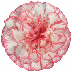 CLAVEL COLOMBIANO FANCY BICOLOR