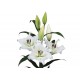 LILIUM ORIENTAL BLANCO (2 FLORES)