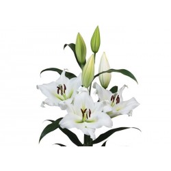 LILIUM ORIENTAL BLANCO (2 FLORES)
