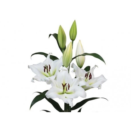 LILIUM ORIENTAL BLANCO (2 FLORES)
