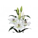 LILIUM ORIENTAL BLANCO (2 FLORES)