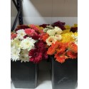 GERBERA VARIADA 2ª