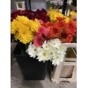 GERBERA VARIADA 1ª