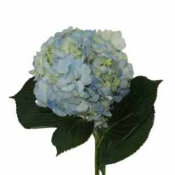 HORTENSIA AZUL CLARO COLOMBIA 60 CM (X5)