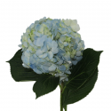 HORTENSIA AZUL CLARO COLOMBIA 60 CM