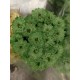 MARGARITA TINTADA VERDE