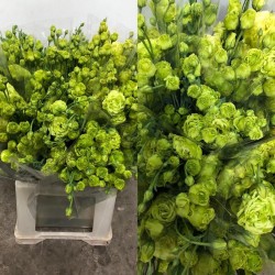SANTOS-LISIANTHUS DOBLE VERDE