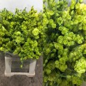 SANTOS-LISIANTHUS DOBLE VERDE