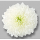 SANTOS-CRISANTEMO UNIFLOR MAGNUM BLANCO