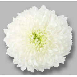 SANTOS-CRISANTEMO UNIFLOR MAGNUM BLANCO
