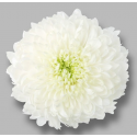 SANTOS-CRISANTEMO UNIFLOR MAGNUM BLANCO