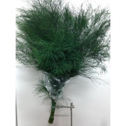 SANTOS-ESPARRAGUERA TREEFERN