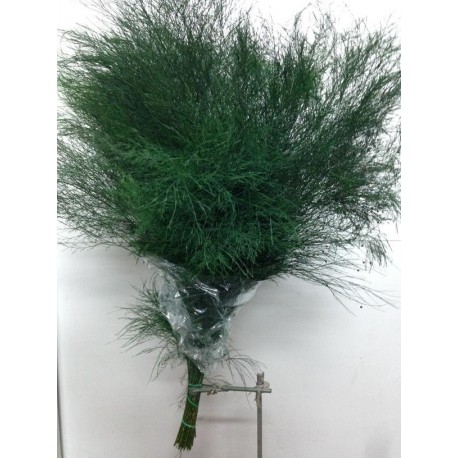 SANTOS-ESPARRAGUERA TREEFERN