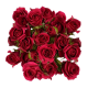 SANTOS-ROSA RAMIFICADA ROJA