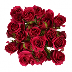 SANTOS-ROSA RAMIFICADA ROJA