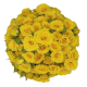 SANTOS-ROSA RAMIFICADA AMARILLA