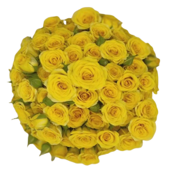 SANTOS-ROSA RAMIFICADA AMARILLA