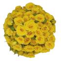 SANTOS-ROSA RAMIFICADA AMARILLA
